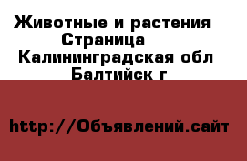  Животные и растения - Страница 36 . Калининградская обл.,Балтийск г.